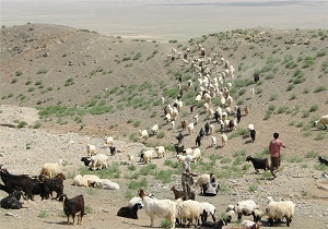 تداوم خشکسالی موجب کمبود علوفه در مناطق عشایری شد