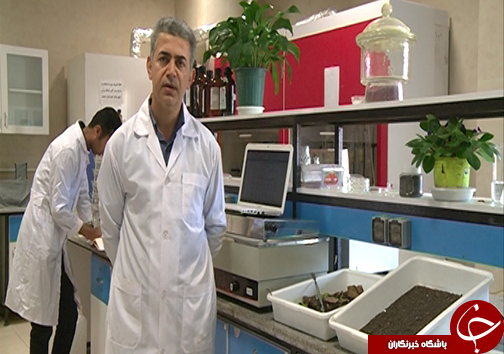 کمپوست پلت شده به روش طبیعی و جای خالی آن در مزارع گلستان
