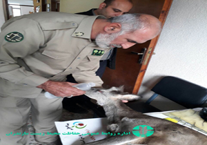 محیط بانان مازندرانی ناجی شوکای زخمی