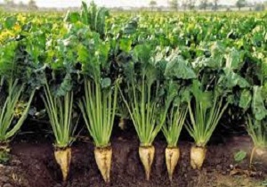آغاز عملیات کشت پاییزه در اراضی کشاورزی خرمشهر