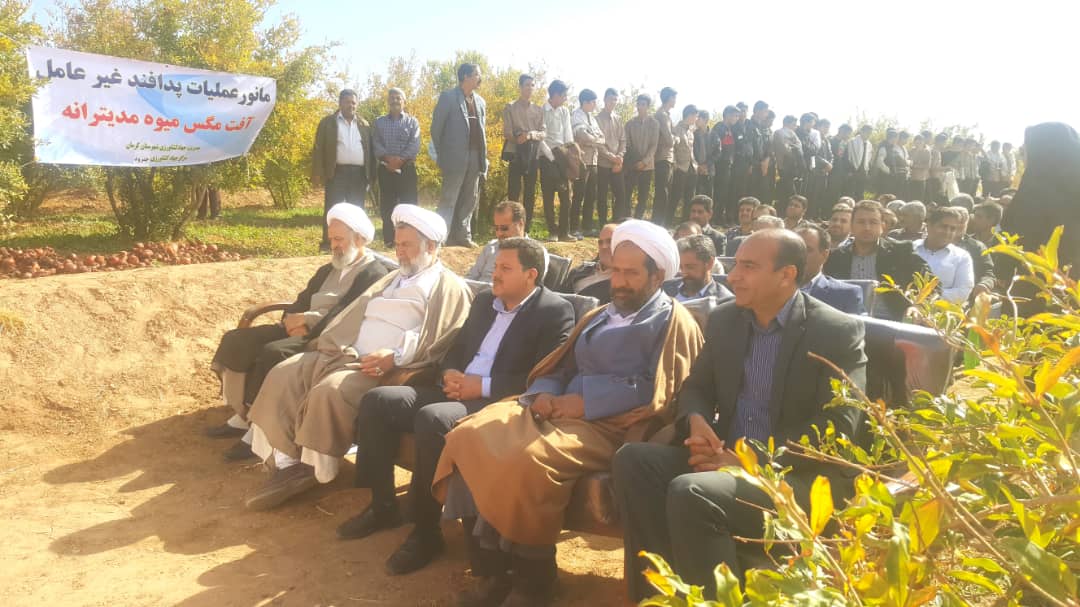 خسارت ۲۰ میلیاردی مگس مدیترانه‌ای به باغ های کرمان