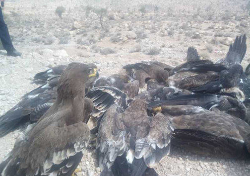 شکارچیانی که قربانی شکارچی دیگری شدند