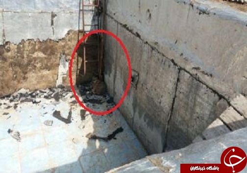 نجات یک قلاده شغال در روستای قلعه سنگی