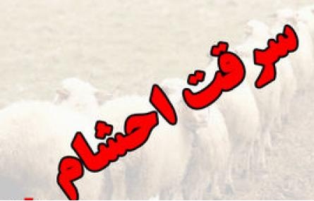 سارقان احشام ناکام ماندند