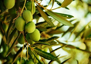 برداشت ۷۰ تن زیتون از باغات شهرستان نهبندان