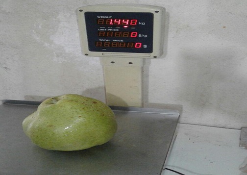 تولید گلابی سنگین با وزن یک کیلو و 440 گرم در اردبیل
