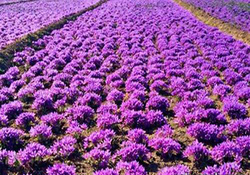 حال و هوای باطراوت بازار گل در آستانه سال نو + فیلم