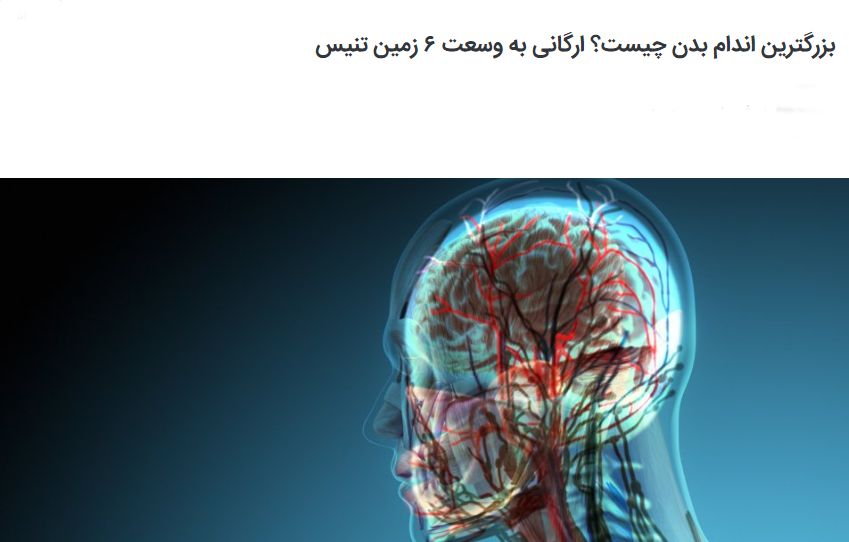 ارگانی به وسعت ۶ زمین تنیس در بدن شما/بزرگترین اندام انسان را بشناسید!+عکس