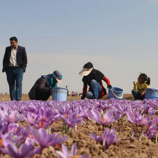 لزوم تشکیل سندیکای صادرکنندگان زعفران لزوم تشکیل سندیکای صادرکنندگان زعفران
