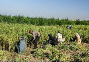 اختصاص ۵۲۸ میلیارد ریال کمک بلاعوض دولت به بخش کشاورزی مناطق زلزله زده