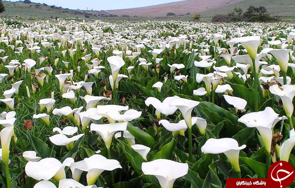 15مورد از بهترین گل ها برای آپارتمان + اسامی و تصاویر