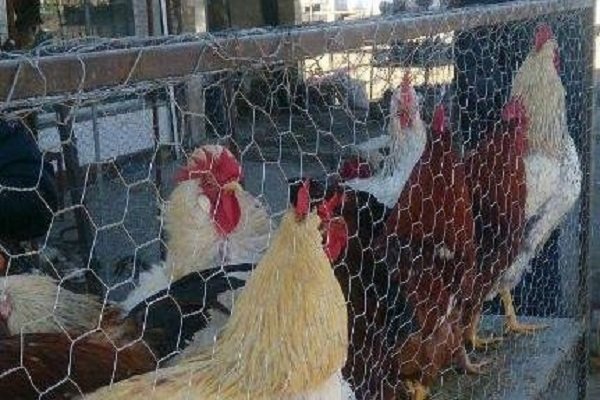راه اندازی جمعه بازار دام و طیور در شهر کرمان