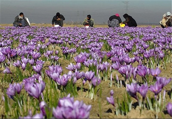 بازپروری برند زعفران ایرانی / دغدغه&zwnj;های سرخ زعفرانی/ تولید تا صادرات زعفران کشوردر دست تدبیر