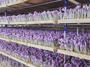 بازپروری برند زعفران ایرانی / دغدغههای سرخ زعفرانی/ تولید تا صادرات زعفران کشوردر دست تدبیر بازپروری برند زعفران ایرانی / دغدغههای سرخ زعفرانی/ تولید تا صادرات زعفران کشوردر دست تدبیر