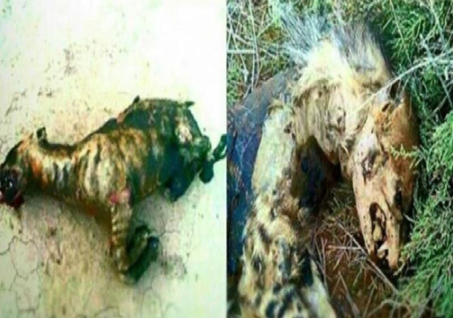 جدال نابرابر چوپان و پلنگ/علت مرگ کودک گرگانی در پارک ناهارخوران/آخرین جزییات از کشف مواد منفجره در پیاده روی دشتستان/دستگیری ۴ نفر آدم ربا در جنوب شرق کشور