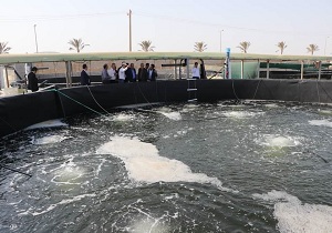 افتتاح مرحله دوم رکز تکثیر لارو و پرورش میگوی متراکم در سوزای قشم