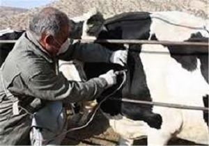 مایه کوبی دام‌های سنگین علیه بیماری تب برفکی درکردستان