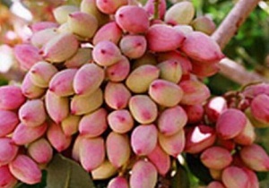 پایان برداشت پسته در شهرستان طبس