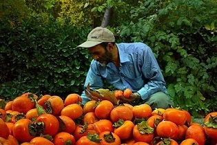 برداشت ۱۸۰ تن خرمالو از باغات نطنز