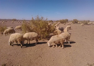 ۱۹ هزار هکتار از مراتع درمیان برای تعلیف دام آزاد شد