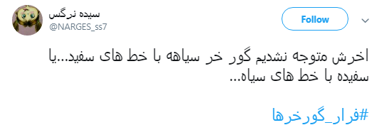 گورخر ها فرار نکردند فقط سازمان محیط زیست رو ترک کردند +تصاویر