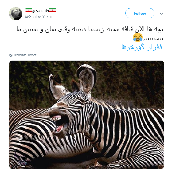 گورخر ها فرار نکردند فقط سازمان محیط زیست رو ترک کردند +تصاویر
