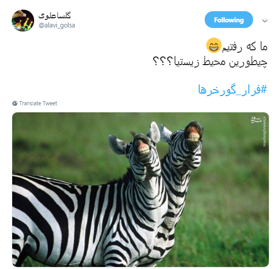 گورخر ها فرار نکردند فقط سازمان محیط زیست رو ترک کردند +تصاویر