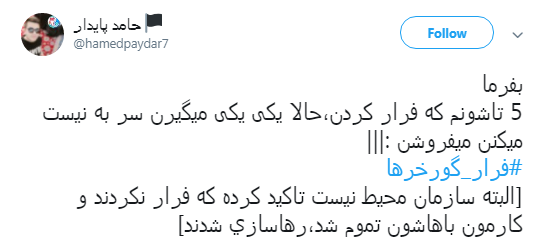 گورخر ها فرار نکردند فقط سازمان محیط زیست رو ترک کردند +تصاویر