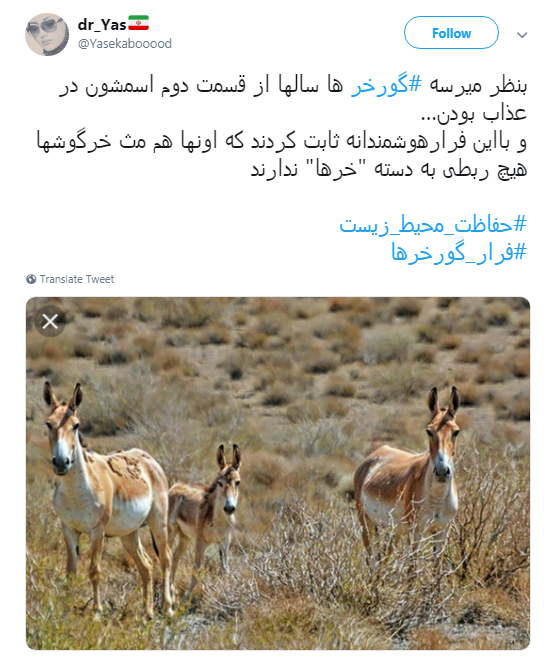 گورخر ها فرار نکردند فقط سازمان محیط زیست رو ترک کردند +تصاویر