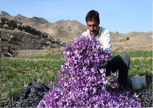 افزایش قیمت طلای سرخ در گرو نوسانات ارزی/ کاهش تقاضای مردم در بازار زعفران