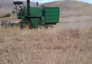 برداشت گندم در روستای دستجرده + فیلم