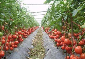 اجرای طرح احداث گلخانه گوجه فرنگی در گالیکش