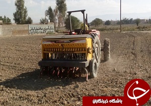 اختصاص اراضی کشاورزی در رامهرمز به کشت کلزا