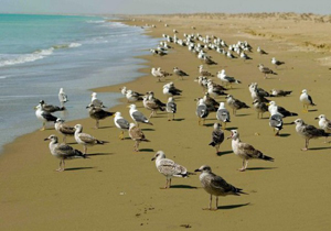 خشکسالی مناطق مرکزی پرندگان مهاجر را راهی شمال کرد