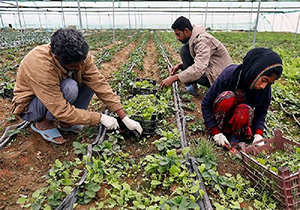 برخورداری ۱۰۵ طرح کشاورزی از تسهیلات اشتغال در نقده