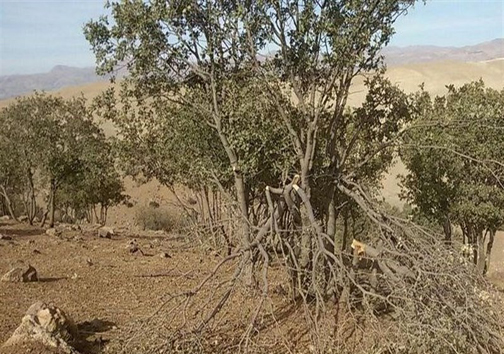 تیشه به ریشه بلوطستان/ماجرای قطع درختان بلوط در دورود چه بود؟ +تصاویر تیشه به ریشه بلوطستان/ماجرای قطع درختان بلوط در دورود چه بود؟ +تصاویر