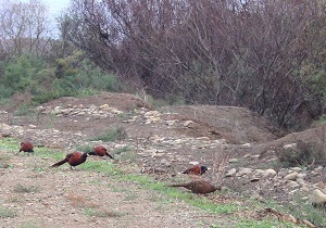 آغاز سرشماری پاییزه قرقاول در شمال استان اردبیل