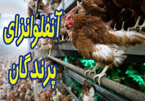 ابتلای دو واحد مرغداری به آنفلوانزای فوق حاد پرندگان