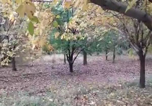 نمایی از طبیعت روستای تکه در فصل برگ‌ریزان + فیلم