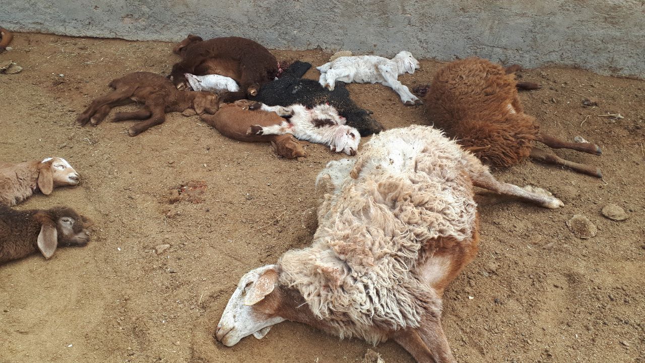 گرگ ها، ۲۰ راس گوسفند را در روداب تلف کردند