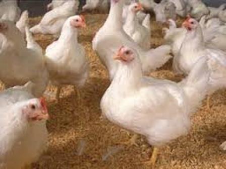 گلستان عاری از آنفلوانزای فوق حاد پرندگان