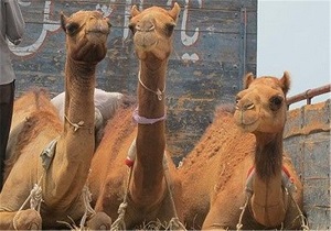 توقیف محموله شتر قاچاق در طبس