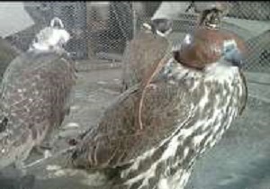 کشف5 بهله پرنده شکاری کمیاب در نهبندان