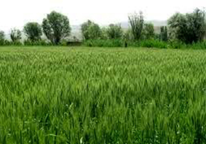 کشت گندم پرورشی و بذر مادری در آباده