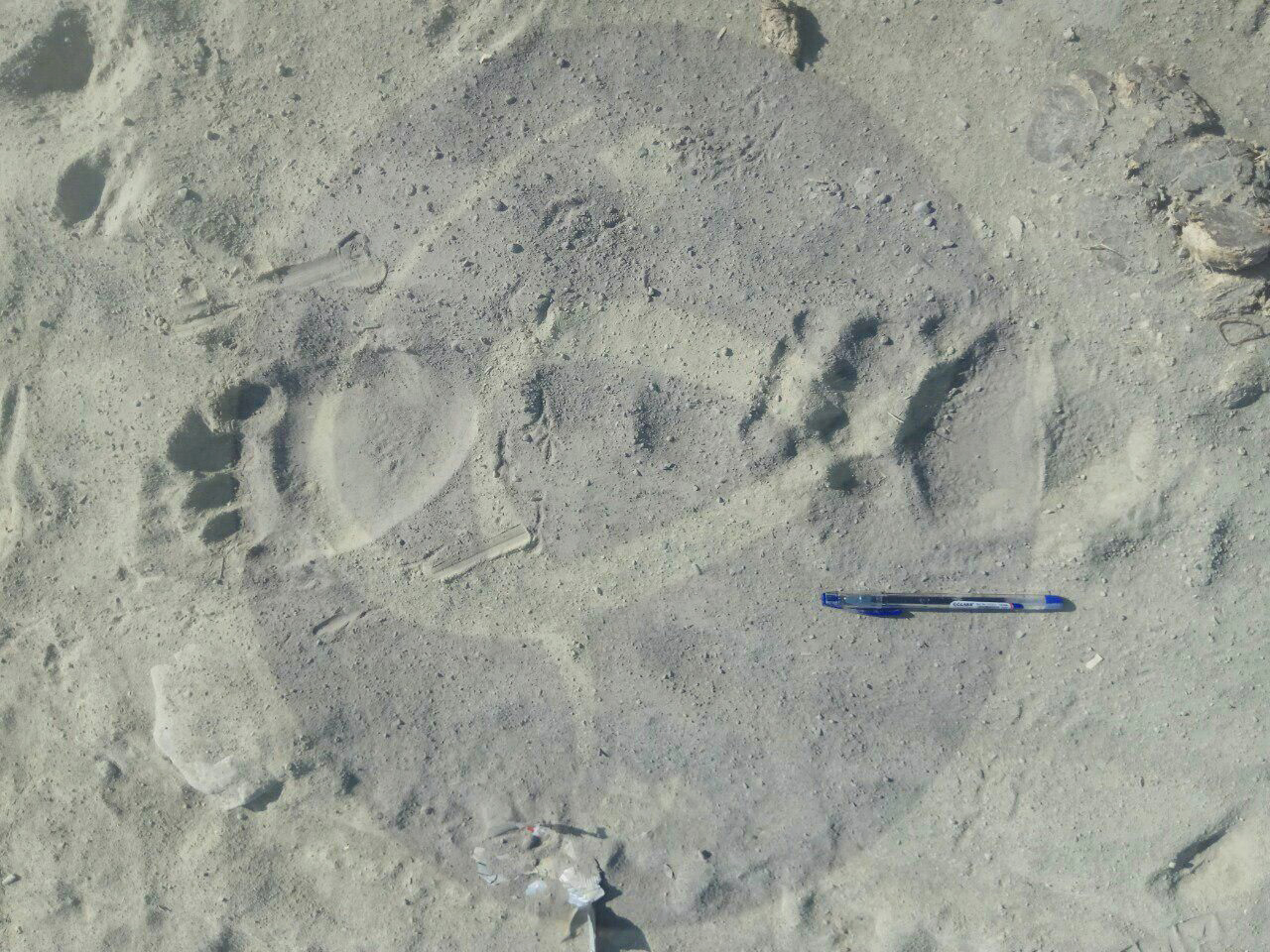 رعب و وحشت مردم روستای هوت آباد شهرستان سرباز با ورود خرس