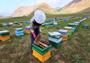 پایان سرشماری زنبورستان های امیدیه