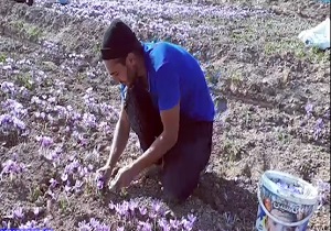 برداشت تند و تیز زعفران در "تایباد" + فیلم