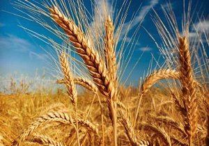 ردیابی کانون‌های سن گندم،عاملی مهم در کاهش خسارات به گندم و جو