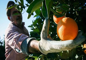 برداشت مرکبات از باغ‌های گیلان