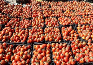 اهدای ۱۱ تن گوجه به نیازمندان قزوین